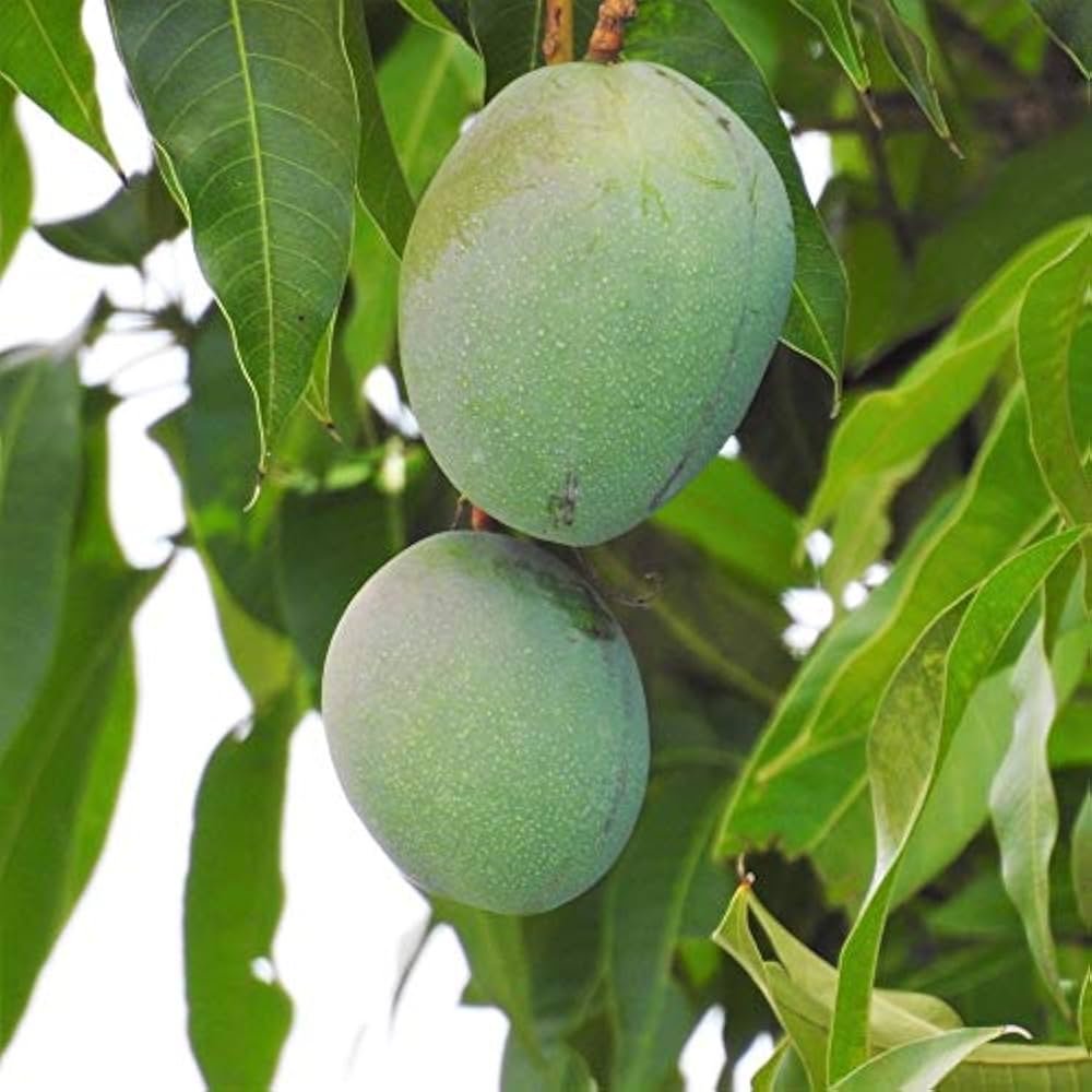 Mango Ratna